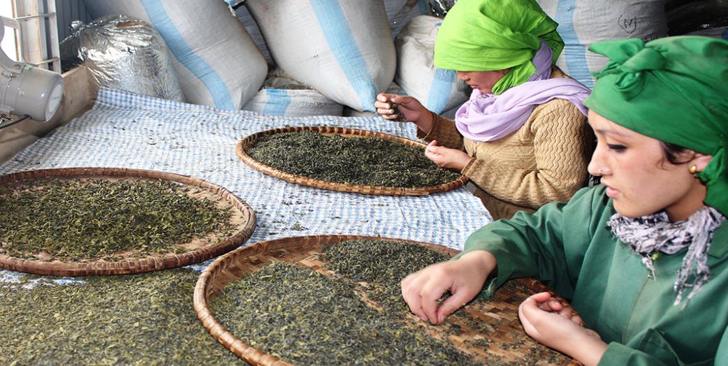 भारतमा चिया उत्पादनमा कमी आएसँगै नेपाली चियाको निर्यात बढ्यो